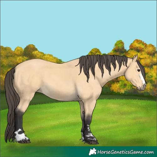 Horse Color:Buckskin 