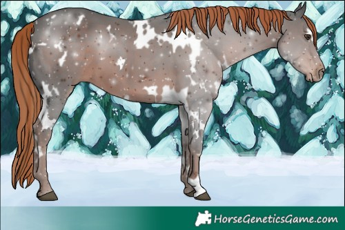 Horse Color:White Spotted Liver Chestnut