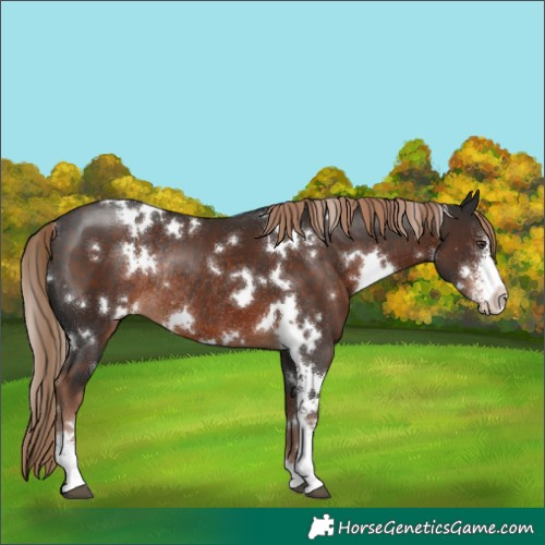 Horse Color:White Spotted Liver Chestnut Sabino Rabicano 