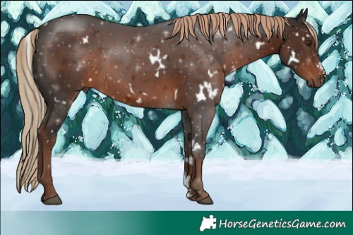 Horse Color:White Spotted Liver Chestnut Sabino Rabicano 