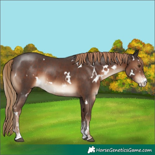 Horse Color:White Spotted Liver Chestnut Sabino
