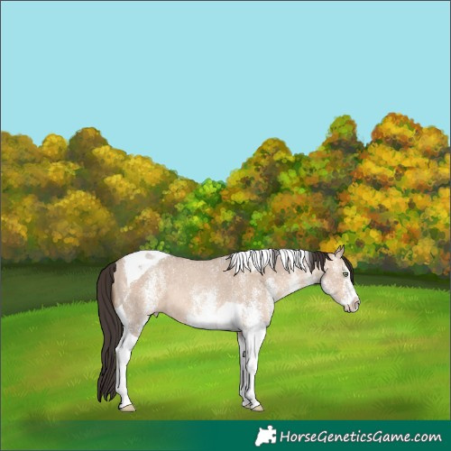 Horse Color:White Spotted Sable Champagne Dun Tobiano Rabicano 