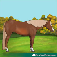 Horse Color:Chestnut 
