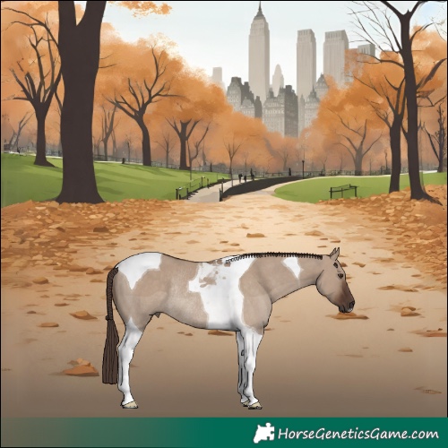 Horse Color:Liver Red Dun Tobiano Rabicano 