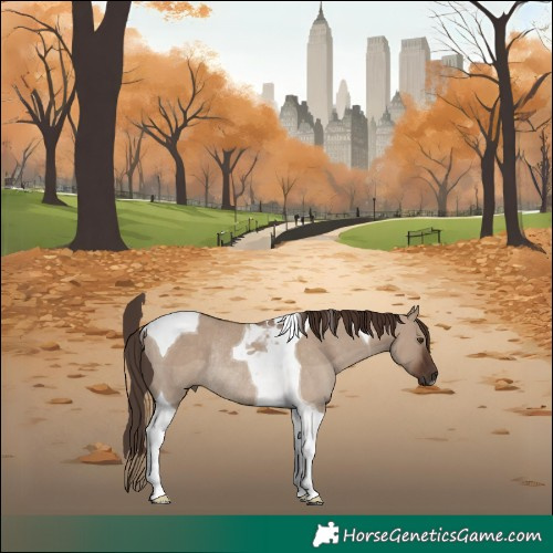 Horse Color:Liver Red Dun Tobiano Rabicano 