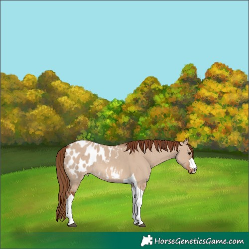 Horse Color:Red Dun Tobiano Appaloosa Rabicano 