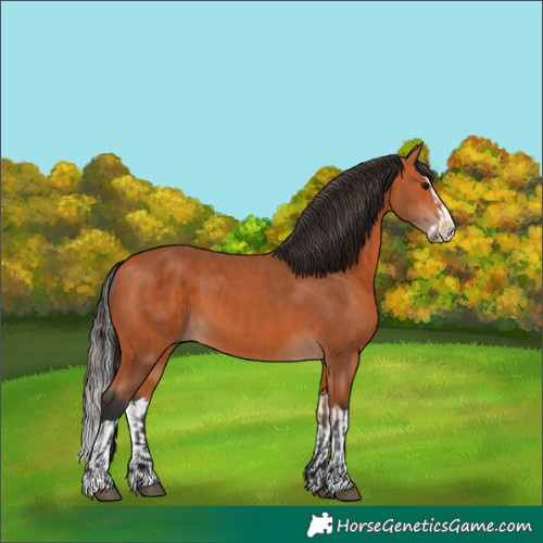 Horse Color:Bay and Bay Splash