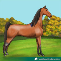 Horse Color:Bay Rabicano
