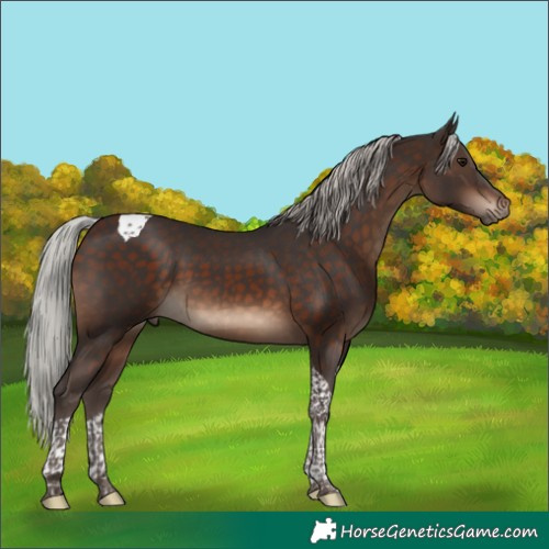 Horse Color:Silver Brown Tobiano