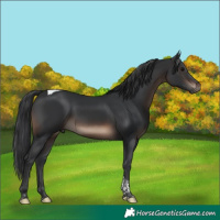 Horse Color:Brown Tobiano 