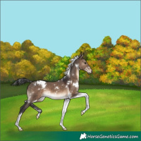 Horse Color:White Spotted Brown Dun Tobiano 