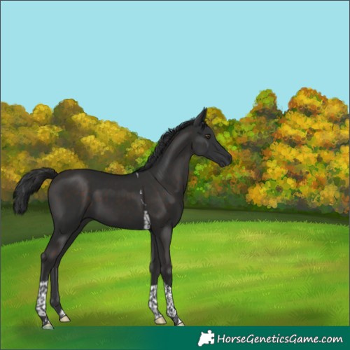 Horse Color:Liver Chestnut Tobiano 