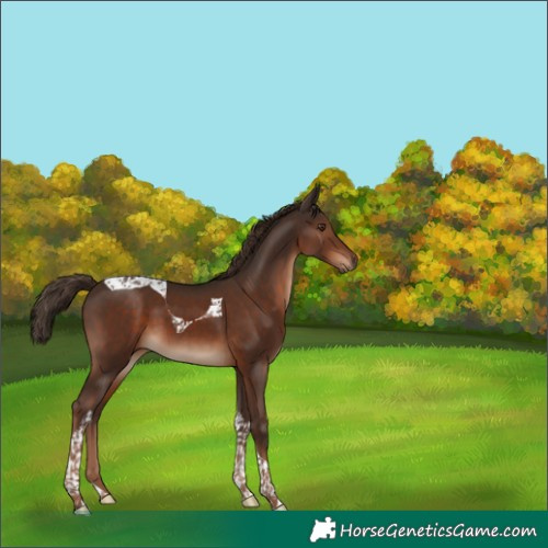 Horse Color:Liver Chestnut Tobiano 
