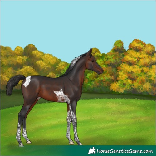 Horse Color:Brown Tobiano 