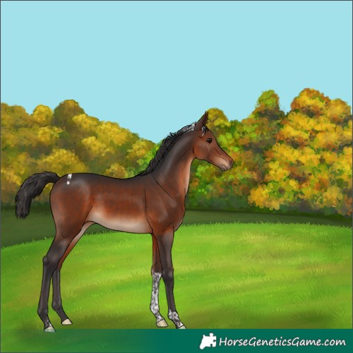 Horse Color:Brown Tobiano 