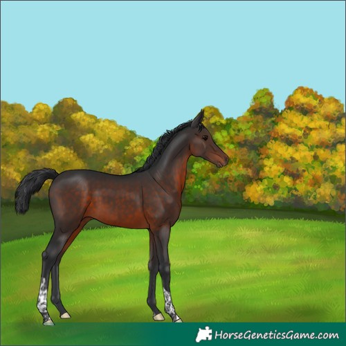 Horse Color:Brown Tobiano 