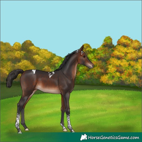 Horse Color:Bay Tobiano 