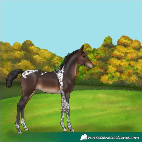 Horse Color:Brown Tobiano 