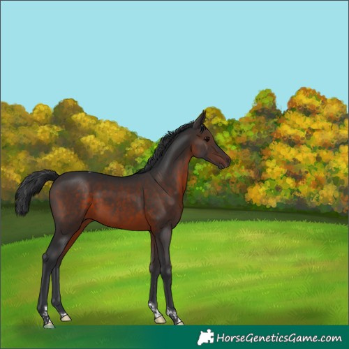 Horse Color:Brown Tobiano 