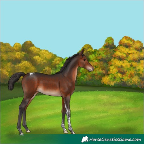 Horse Color:Bay Tobiano 