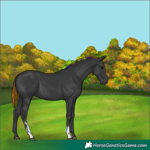 Horse Color:Painted White Spotted Black Tobiano 