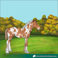 Horse Color:White Spotted Chestnut