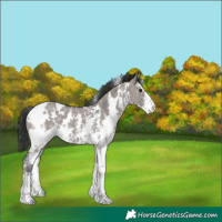 Horse Color:White Spotted Grullo Sabino 