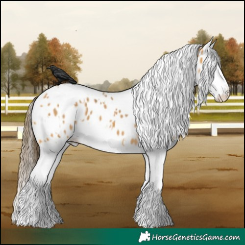 Horse Color:White Spotted Buckskin Splash Near Leopard 
