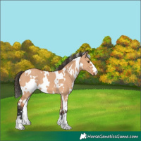 Horse Color:White Spotted Bay Dun 