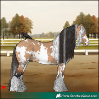 Horse Color:White Spotted Bay Dun 