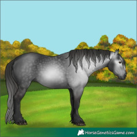 Horse Color:Gray White Spotted Liver Chestnut