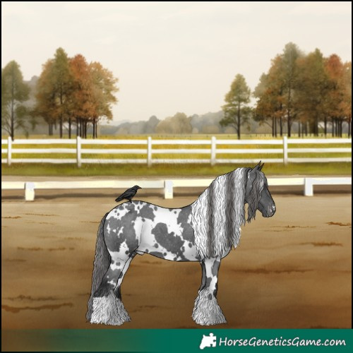 Horse Color:White Spotted Black Appaloosa 