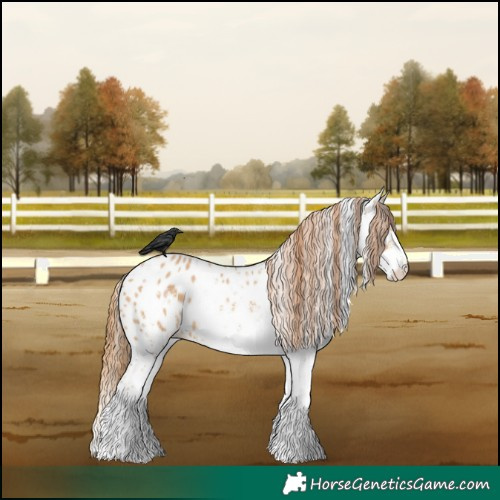 Horse Color:White Spotted Red Dun Appaloosa 