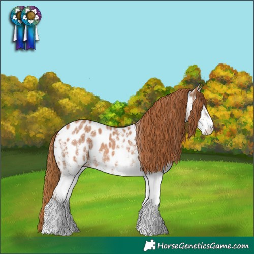 Horse Color:White Spotted Chestnut Near Leopard 