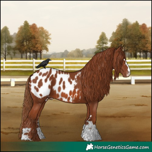 Horse Color:Chestnut Blanket 