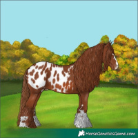 Horse Color:Chestnut Appaloosa 