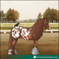 Horse Color:Chestnut Appaloosa 