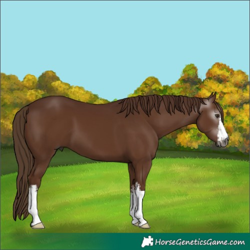 Horse Color:Gray White Spotted Chestnut 