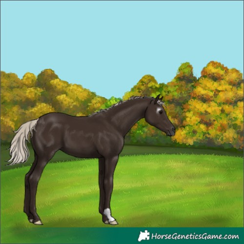 Horse Color:Gray Silver Black 