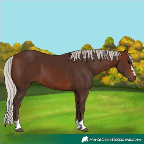 Horse Color:Silver Brown
