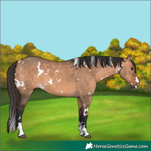 Horse Color:White Spotted Bay Dun
