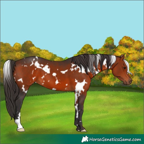 Horse Color:White Spotted Bay 