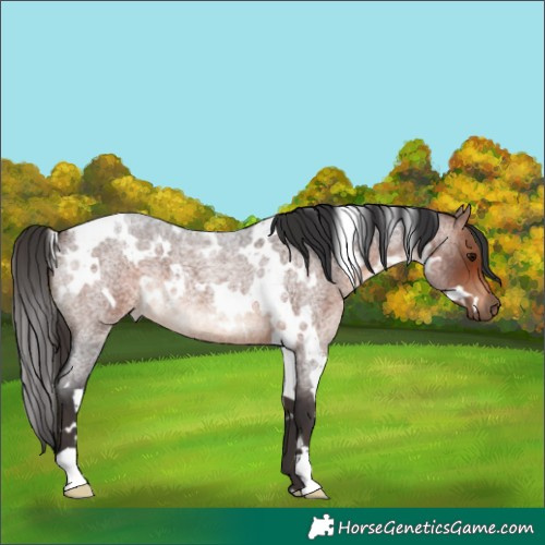 Horse Color:White Spotted Bay Roan 
