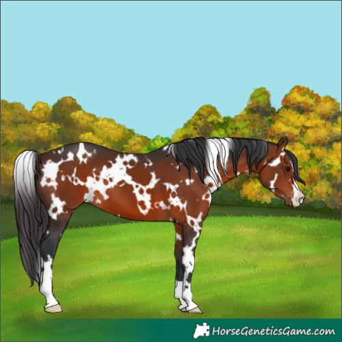 Horse Color:White Spotted Bay 