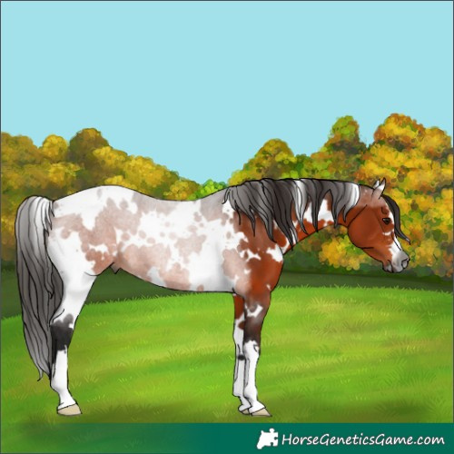 Horse Color:Gray White Spotted Bay