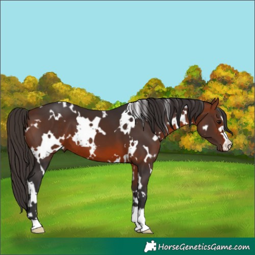 Horse Color:White Spotted Bay 