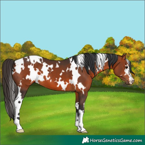 Horse Color:White Spotted Bay 