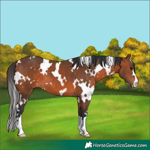 Horse Color:White Spotted Bay