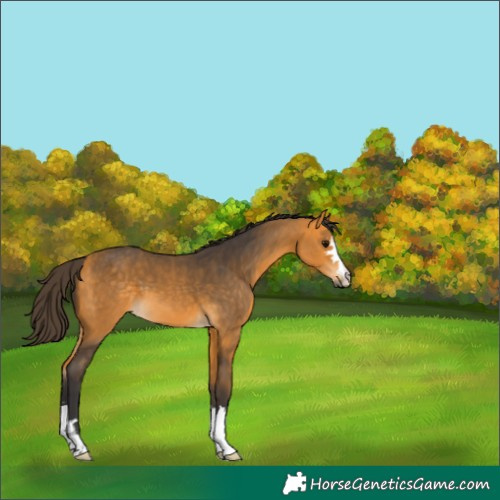Horse Color:Buckskin
