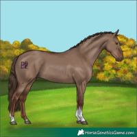 Horse Color:Liver Red Dun Tobiano 